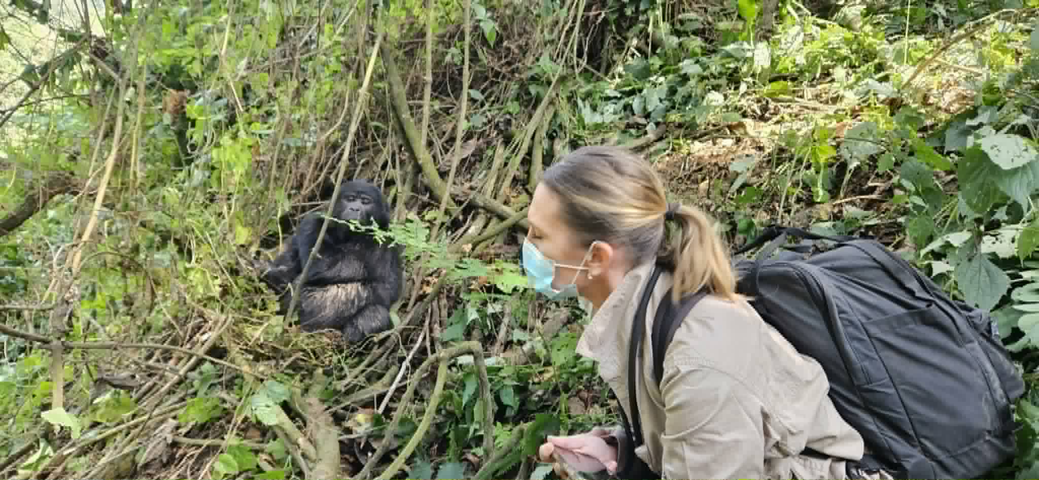 Uganda Gorila